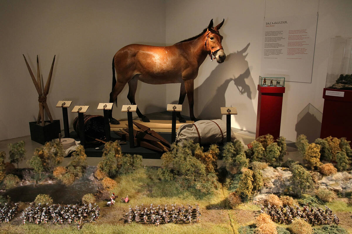 Blick in die Ausstellung mit Marsch-Diorama und Maultier Renate.